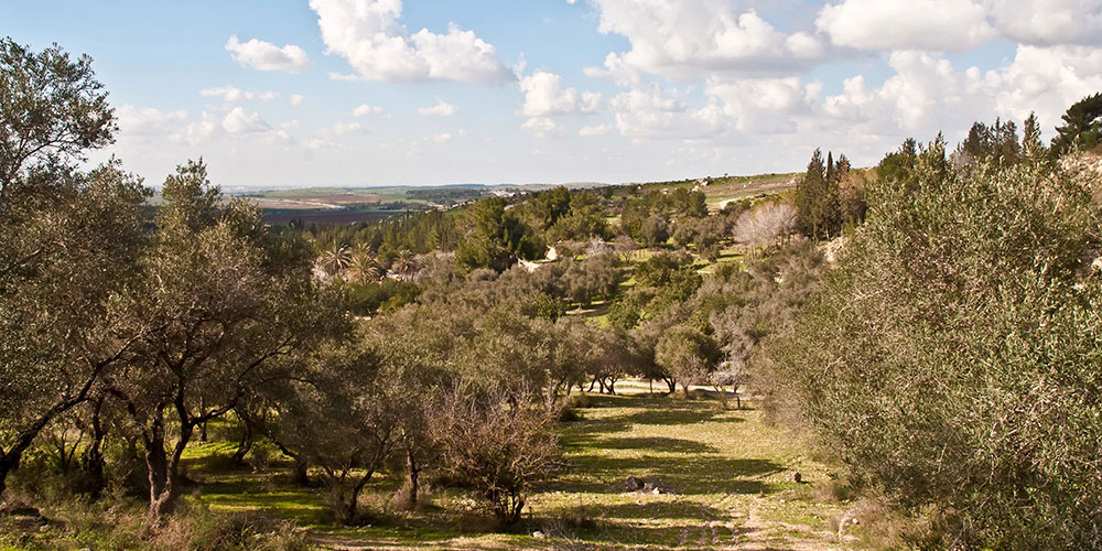 סקרי עצים לקבלת היתר בנייה – הצ'ק ליסט הפרקטי ליזם