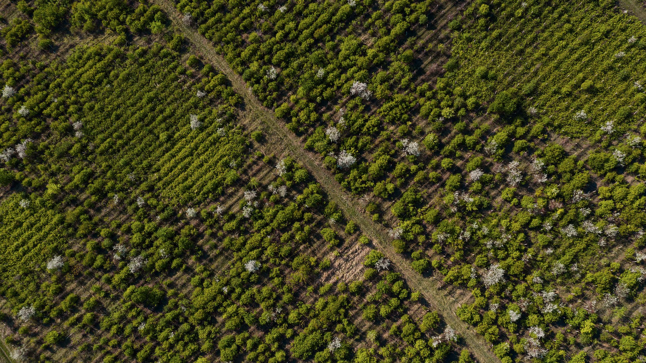 ליווי מיזוג והקמת תשתיות ארגוניות לשותפות חקלאית של הקיבוצים כפר עזה, סעד ומפלסים
